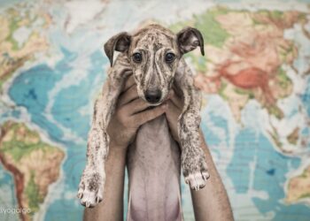 Los Países Bajos piden al Gobierno español que ponga fin a la caza con galgos