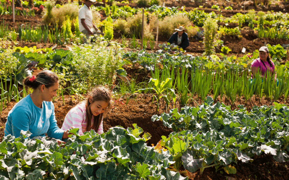 Amigos de la Tierra resalta que la agroecología aumenta las cosechas y protege el entorno