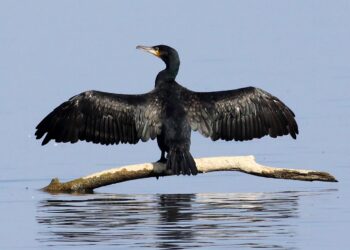 La SGHN apuesta por la protección del cormorán grande en los ríos gallegos frente a la visión simplista de algunas asociaciones de pescadores