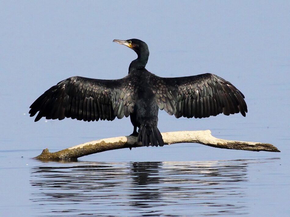 La SGHN apuesta por la protección del cormorán grande en los ríos gallegos frente a la visión simplista de algunas asociaciones de pescadores