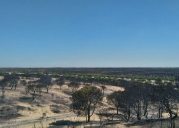 García Sempere traslada la “preocupación” de IU por el incendio de Doñana y exige “más medios para los operativos del INFOCA” porque “todo esto se veía venir”