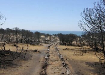 Podemos pide a la Comisión Europea que investigue si Doñana cumplía con las directivas europeas de prevención y cuidados de los espacios naturales