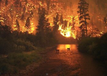 Ecologistas en Acción: «Es necesaria otra política forestal para evitar incendios como el de Portugal»