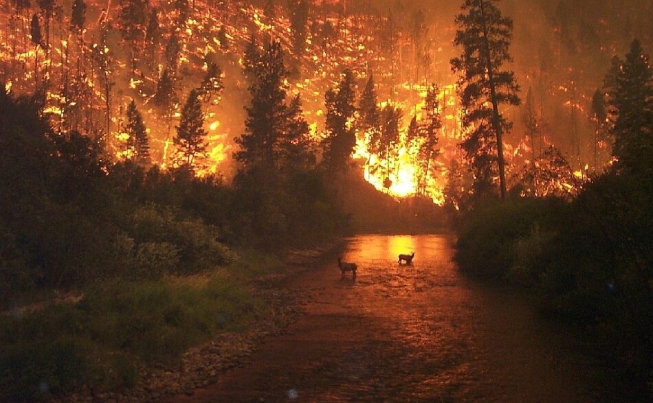 Ecologistas en Acción: «Es necesaria otra política forestal para evitar incendios como el de Portugal»
