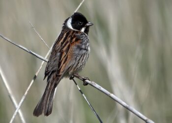 La Xunta de Galicia puso en riesgo a un ave en peligro de extinción al autorizar una batida de jabalí en una zona protegida de la Red Natura 2000