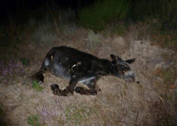 Aviso a quienes visiten la Sierra de la Culebra con la finalidad de observar lobo