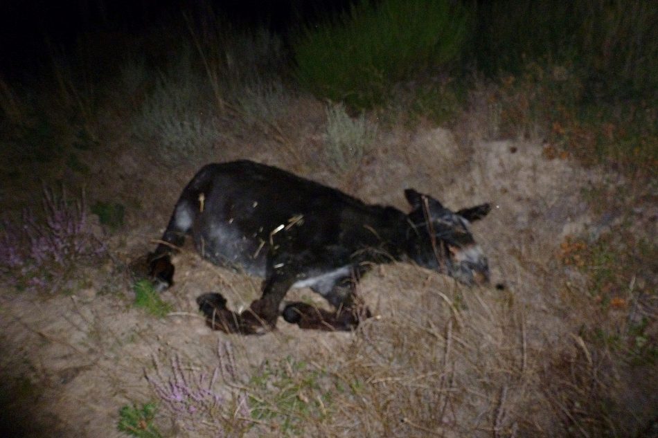 Aviso a quienes visiten la Sierra de la Culebra con la finalidad de observar lobo