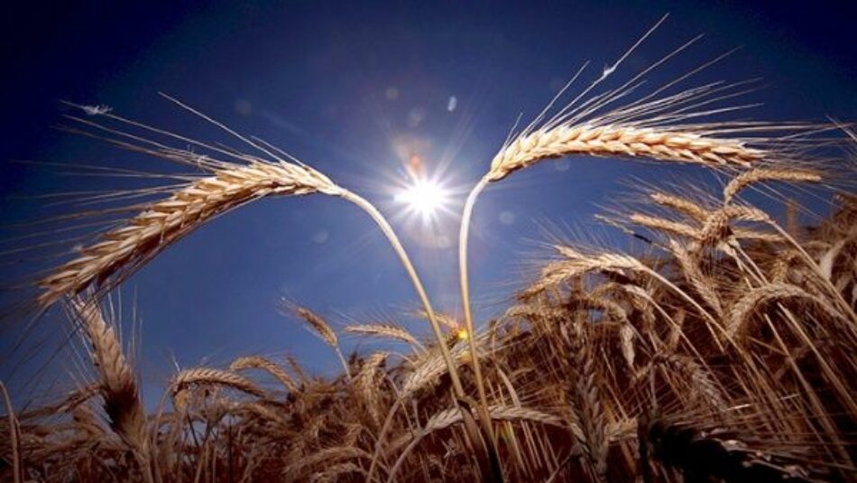 Venezuela concreta suministro de trigo desde Rusia