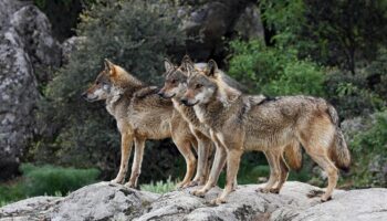 La Justicia asturiana confirma la ilegalidad de la matanza de lobos por parte del Gobierno autonómico