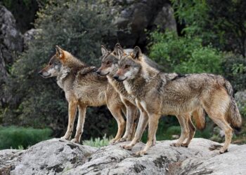 La Coordinadora Ecoloxista denuncia la nueva campaña de matanza del lobo ibérico orquestada desde el Gobierno asturiano