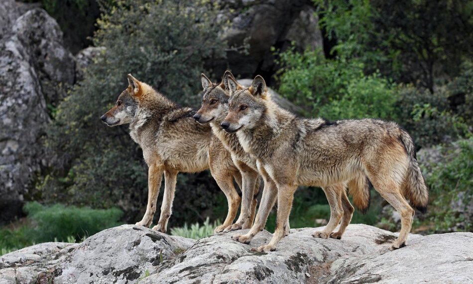 La Coordinadora Ecoloxista denuncia la nueva campaña de matanza del lobo ibérico orquestada desde el Gobierno asturiano