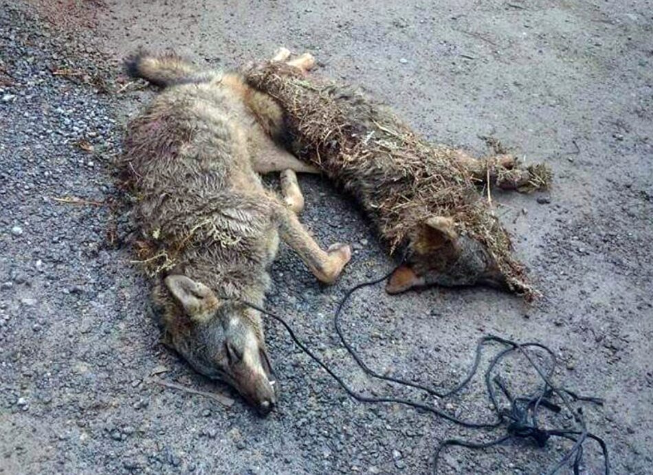 El ecologismo asturiano rechaza participar en el Comité del Lobo por la deficiente actuación del Principado en su conservación