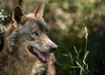 Ecologistas reprochan a Suárez- Quiñones sus declaraciones contra la protección total del lobo