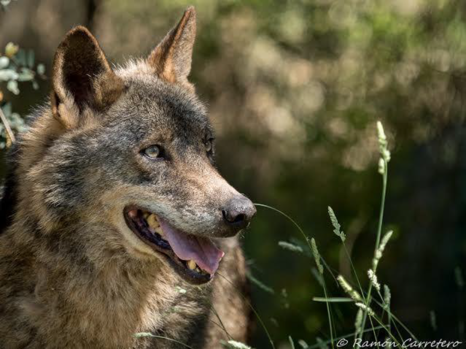Ecologistas reprochan a Suárez- Quiñones sus declaraciones contra la protección total del lobo