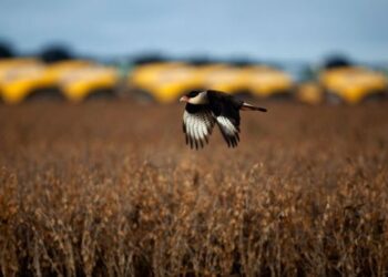 El agronegocio de la soja en América Latina