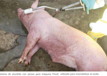 EQUO pide etiquetar correctamente la carne de los animales sacrificados sin aturdimiento