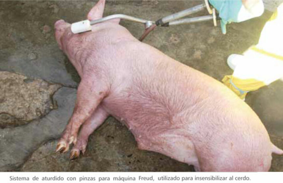 EQUO pide etiquetar correctamente la carne de los animales sacrificados sin aturdimiento