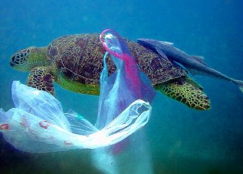 Equo insta al Gobierno a cumplir la Directiva Europea que regula el uso de bolsas de plástico