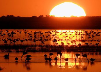 IU quiere que la ministra de medio ambiente acuda al Congreso para que explique el plan del gobierno ante la «crítica situación» de Doñana