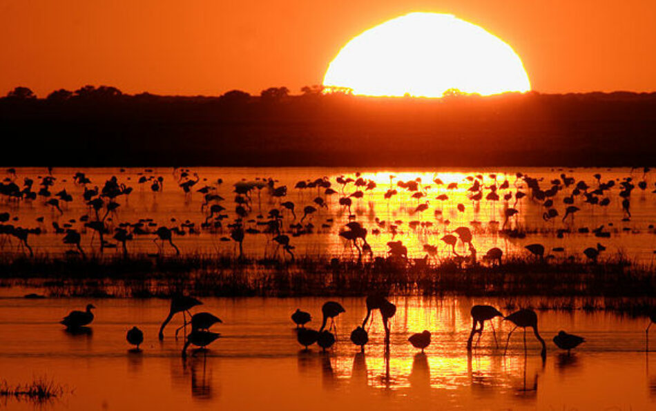 IU quiere que la ministra de medio ambiente acuda al Congreso para que explique el plan del gobierno ante la «crítica situación» de Doñana