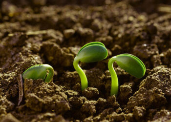 Agroecología frente a la agricultura industrial