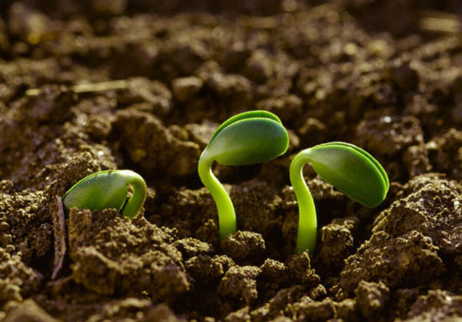 Agroecología frente a la agricultura industrial