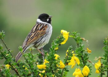 El nuevo parque eólico proyectado por Gas Natural Fenosa en la Costa da Morte podría afectar a la conservación de una especie en peligro de extinción