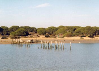 Moción de Participa para que se intensifique la lucha contras las amenazas que sufre Doñana