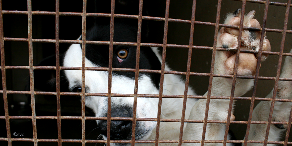 EQUO denuncia las condiciones de los cachorros transportados desde Europa del Este