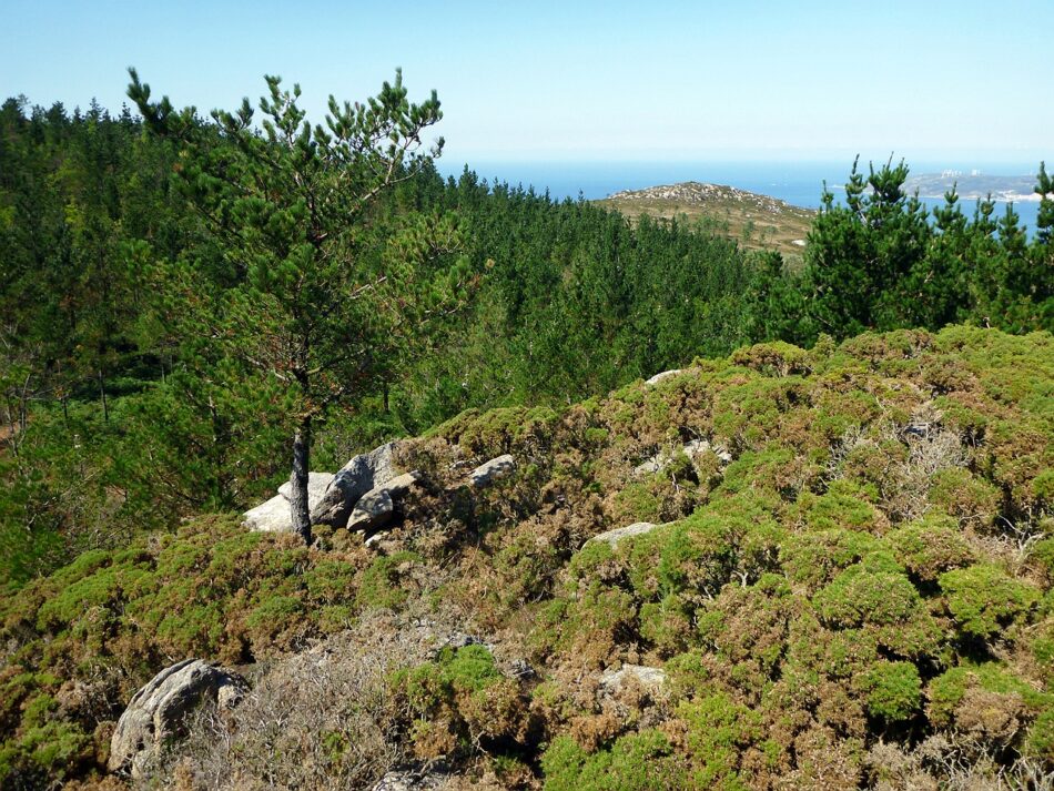 Gas Natural Fenosa dedicó sólo tres días a evaluar sobre el terreno la biodiversidad de la zona del proyecto eólico Mouriños