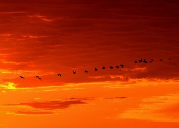 Críticas a Gas Natural Fenosa por no plantear la instalación de sistemas automáticos de protección de aves en su proyecto eólico Mouriños