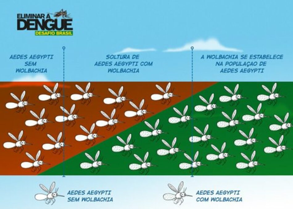 Liberan millones de mosquitos contra el dengue y zika en Brasil
