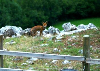 EQUO presenta alegaciones al proyecto de decreto para aprobar el Listado de Especies Silvestres