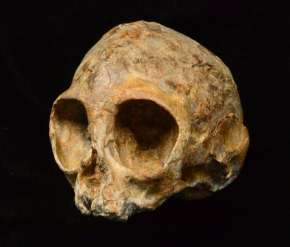 Un cráneo de 13 millones de años arroja luz sobre el antepasado común de monos y humanos