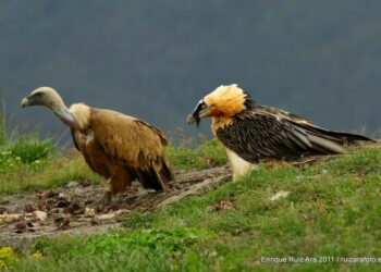 El marcaje con emisores de quince buitres negros en la Sierra de la Demanda refuerza la recuperación de esta especie amenazada