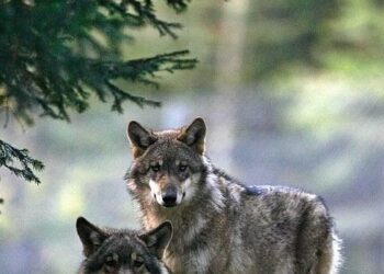 EQUO critica la “miopía” de Asaja e insiste en que se vea el Plan del Lobo como una oportunidad de desarrollo