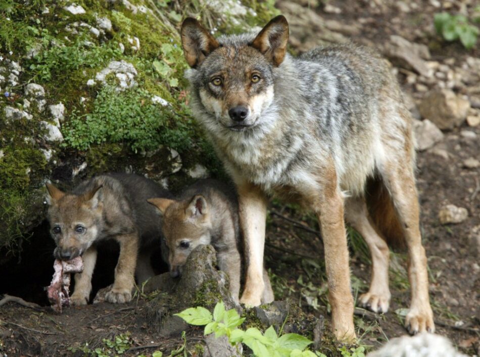 Equo se pronuncia sobre el Plan del Lobo