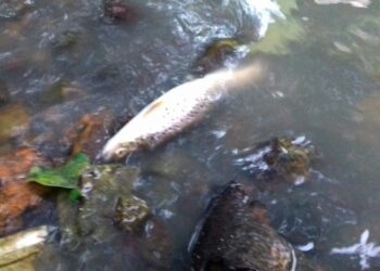 Ecologistas alertan: «Se mueren las pocas truchas que le quedaban al río Arlos por otro vertido más»