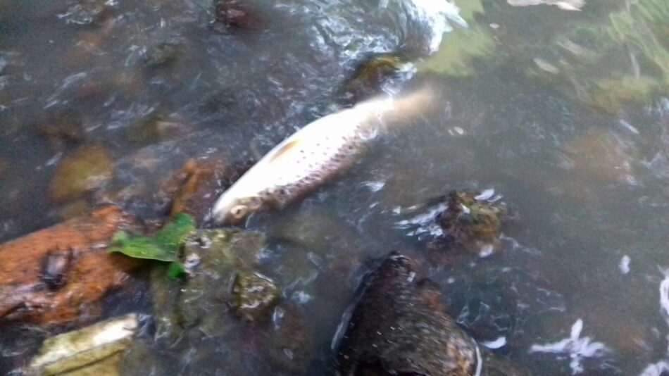 Ecologistas alertan: «Se mueren las pocas truchas que le quedaban al río Arlos por otro vertido más»