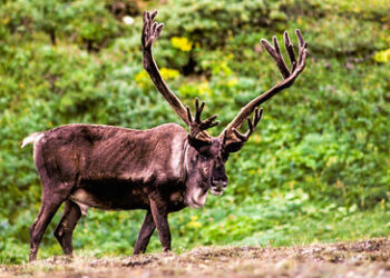 Conocidas marcas, como Colhogar y Tempo, detrás de la destrucción del bosque boreal europeo