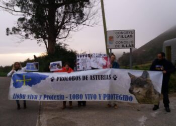 Hoy de nuevo los activistas se pusieron frente a los cazadores de lobos en Illas