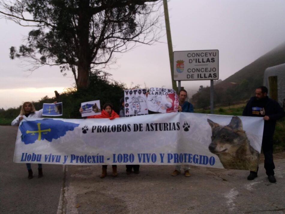 Hoy de nuevo los activistas se pusieron frente a los cazadores de lobos en Illas