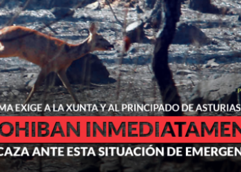 PACMA presenta un plan para evacuar animales en catástrofes como los incendios de Galicia