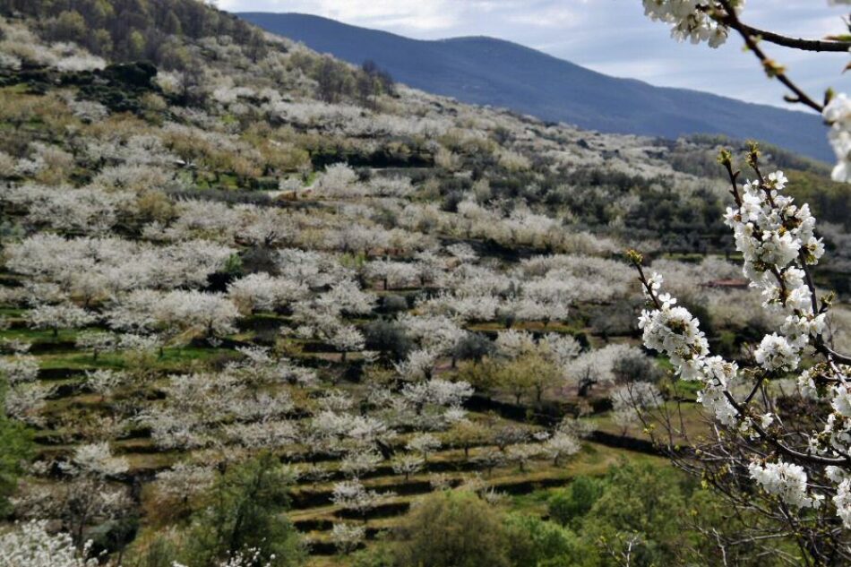 El Parlamento avala el Plan Estratégico del sector de la cereza a propuesta de Podemos Andalucía