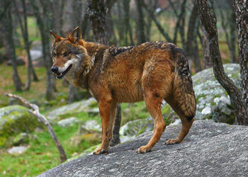 EQUO acusa a la Junta de Castilla y León de justificar la caza de lobos sin que existan resultados positivos para la ganadería