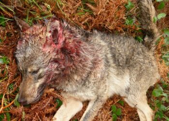 Fiscalia admite a tramite la denuncia de la Coordinadora Ecoloxista d’Asturies contra los cazadores por abatir lobos