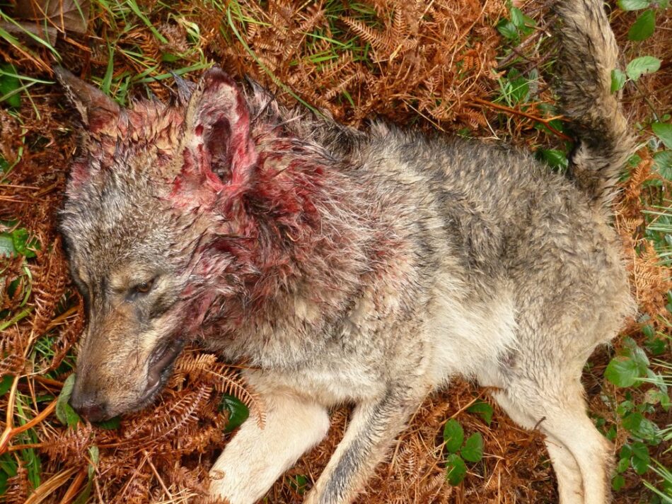 Fiscalia admite a tramite la denuncia de la Coordinadora Ecoloxista d’Asturies contra los cazadores por abatir lobos