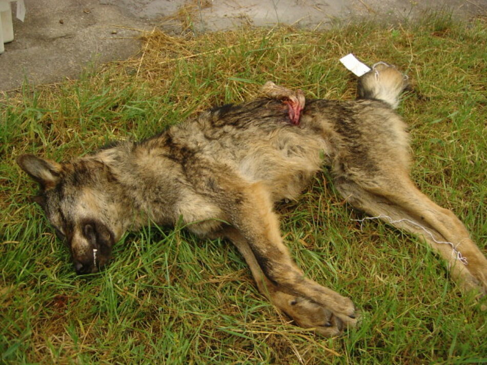 Los cazadores siguen matando lobos sin control por toda Asturias