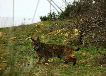 Demasiados linces muertos ya por disparos