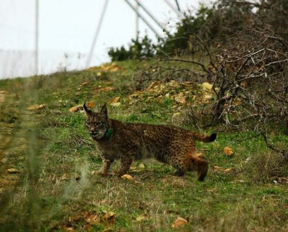 Demasiados linces muertos ya por disparos